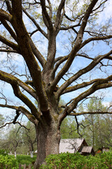old tree in the park