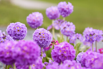 Blooming purple Primula Denticulata