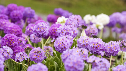 Blooming purple Primula Denticulata