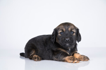 Pet, dog puppy animals concept