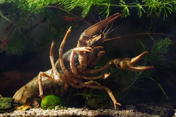 Danube crayfish female big claw in threaten pose, hornwort vegetation coldwater biotope aquarium, wildcaught domesticated highly adaptable species, invasive freshwater inhabitant, disorder design