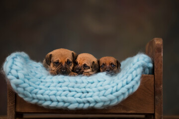 Dogs sleep on a small wooden bed