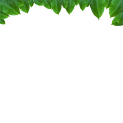 green leaf frame layout for decoration
