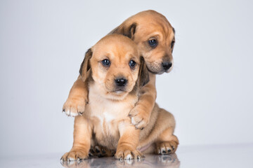 Two dogs  on a white background