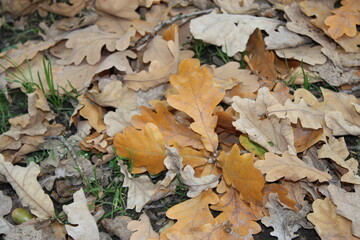 autumn leaves on the ground