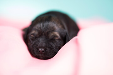 A beautiful little dog sleeps on a pink blanket