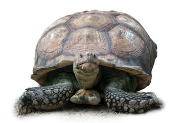 A big turtle on a white background