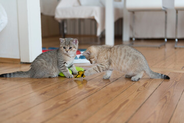 Spielende golden-tabby Britisch Kurzhaar Kätzchen