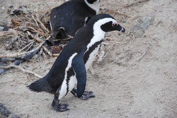 African penguins at Boulders Beach