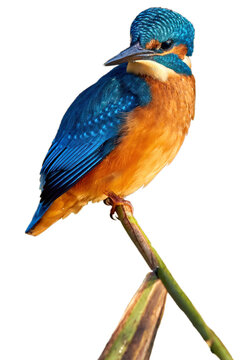 Spring theme: Common kingfisher, Alcedo atthis, perching on a stem, Isolated on white background, sparkling blue and orange colors, clean nature indicator.