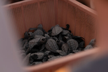 Many newly hatched baby sea turtles in the basket at turtles nursery ready to be released in the ocean at sunset hour. Conservation and preservation of endangered marine species concept.
