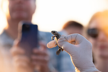 Close up of hand in rubber glove holding a tiny newly hatched sea turtle baby ready to be released into the ocean at a sunset hour. Conservation and preservation of endangered marine species concept.