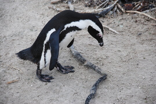 African penguins at Boulders Beach