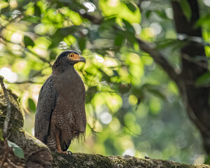 A Serpent Eagle resting on a tree