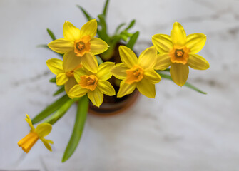 A postcard with yellow daffodils in a pot. View from above. Congratulations. The beginning of spring. Copy space.