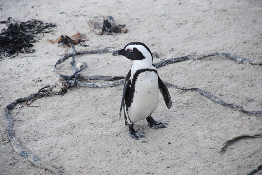 African penguins at Boulders Beach