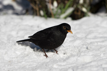 Side view of eurasian common blackbird sitting on the snow covered ground in winter 