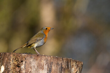Fototapeta premium Eurasian Robin, Erithacus Rubecula, Perched on a tree stump, Winter,side view, looking right.