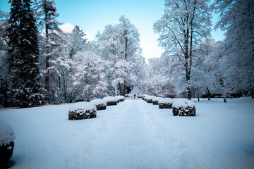 winter in the forest