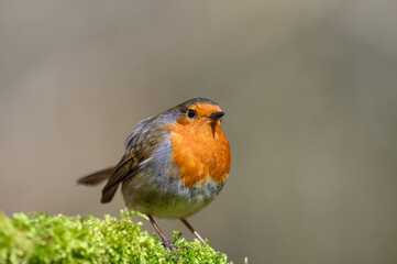 Eurasian Robin, Erithacus Rubecula, Perched on a moss covered tree branch, Winter, front view, looking right