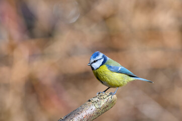 Blue Tit, Cyanistes Caeruleus, perched on a tree branch against a blurred background. Winter. Side view, lookiing left