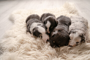 4 Mini Australian Shepard Welpen liegen auf einem Fell
