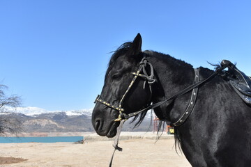 Obraz premium Black horse in the stable