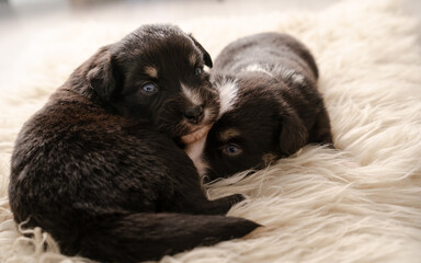 Mini Australian Shepard Welpe auf weißem Fell