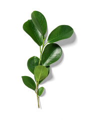 Ficus Leaves