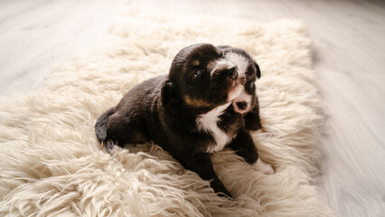 Mini Australian Shepard Welpe auf weißem Fell