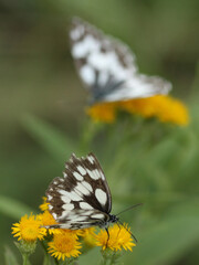 Two butterflies sitting on yellow wild meadow flowers.