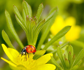 Insect ladybug on a yellow flower. macro photography