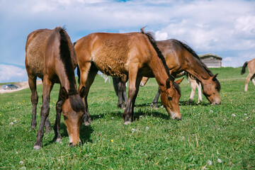 two horses grazing in a meadow