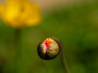 咲かけのポピー
