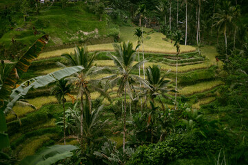 Beautiful rice terraces in the morning light near Tegallalang village, Ubud, Bali, Indonesia.