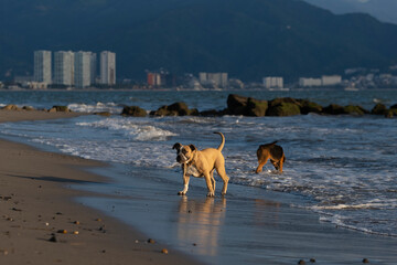Few young dog puppies are playing at the beach at sunset hour. Selective focus, blurred background with mountains and cityscape.