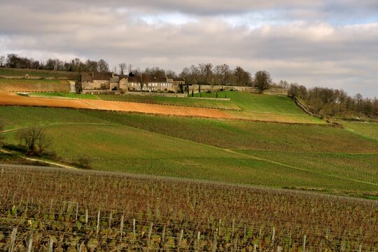 Vignoble de Givry en Bourgogne.