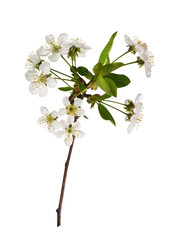 Spring twig with small green leaves and flowers of cherry isolated on white or transparent...