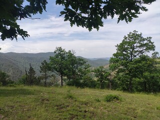 trees in the mountains