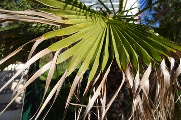 Tischdecke Palmen ©  Gringdoo