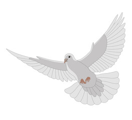 Obraz premium Colombe blanche en vol