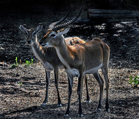 Lechwe waterbuck couple in the enclosure. Latin name - Kobus leche kafuensis