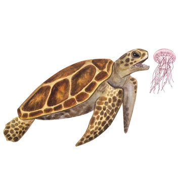 Big sea turtle hunts eats jellyfish. Endangered. Hand-drawn watercolor illustration isolated on white background. For design ecology posters