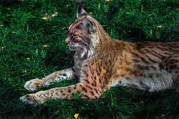 Eurasian lynx on the lawn. Latin name - Lynx lynx	