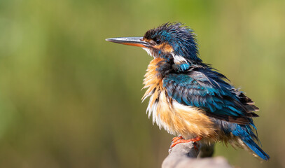 Common kingfisher, Alcedo atthis. The bird has fluffed out its feathers