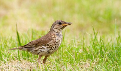Song thrush, Turdus philomelos. A bird walks through the grass looking for food