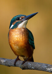 Common kingfisher, Alcedo atthis. A bird sits on a branch and looks up