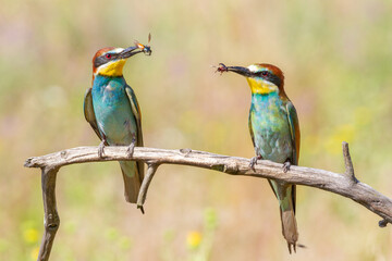 European bee-eater, merops apiaster. Two birds sit on a branch and hold their prey in their beaks