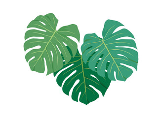 monstera leaves, swiss cheese plant