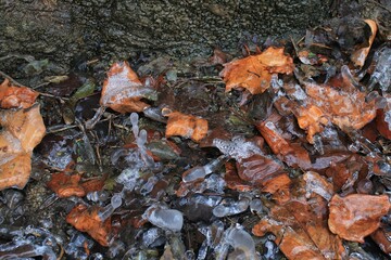 Frost and icicles on the leaves